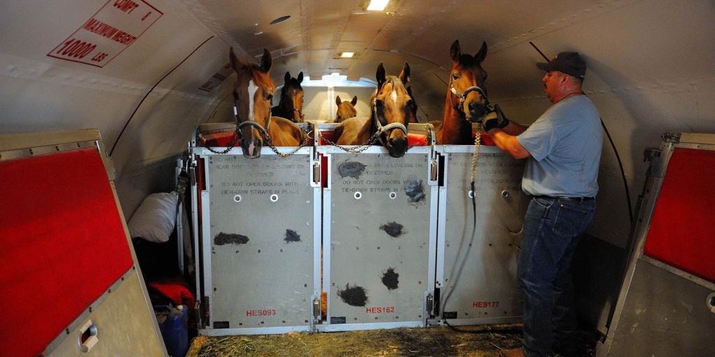 636130738575537702-Horses-flying-on-the-727-200-equipped-with-stalls-and-dubbed-Air-Horse-One---courtesy-Blue-Grass-Airport.jpg