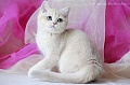 Елена Астафьева